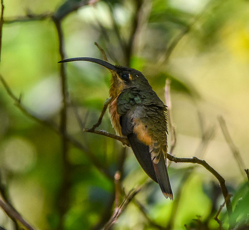 Long billed hermit hummingbird