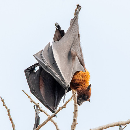 Indian Flying Fox