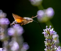 Hummingbird Hawk moth