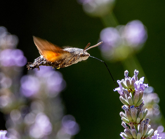 Hummingbird Hawk moth