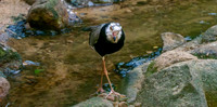 Long toed plover