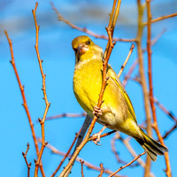 Greenfinch