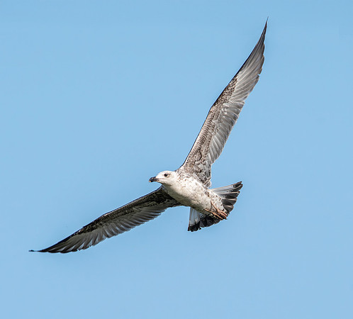 Great black backed gull, immature