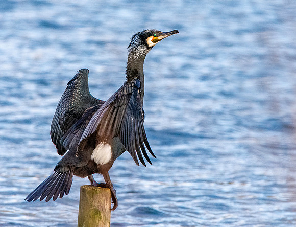 Great cormorant
