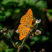 Silver washed fritillary