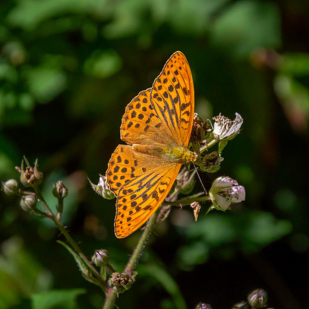 Silver washed fritillary
