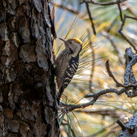 Female Brown fronted woodpecker