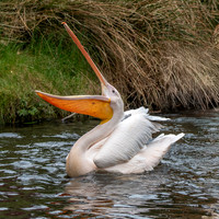 Great white pelican