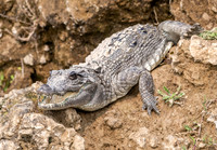 Mugger crocodile