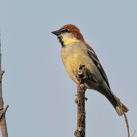 Russet sparrow