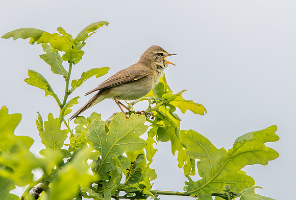 Willow warbler