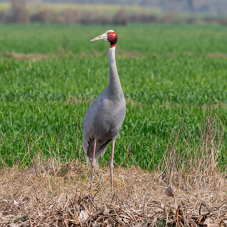 Sarus crane