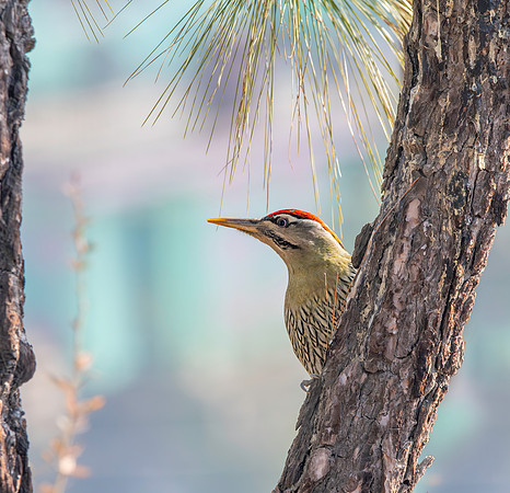 Scaly bellied woodpecker
