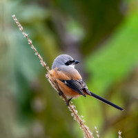 Long tailed shrike