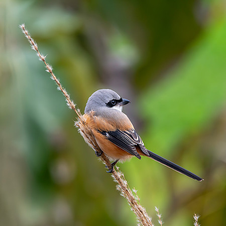 Long tailed shrike