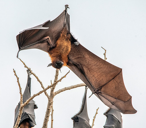 Indian Flying Fox