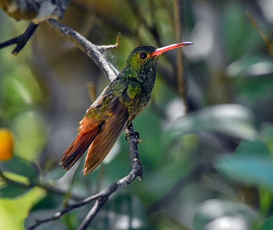 Rufous tailed hummingbird
