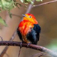 Crimson hooded manakin