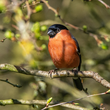 Bullfinch