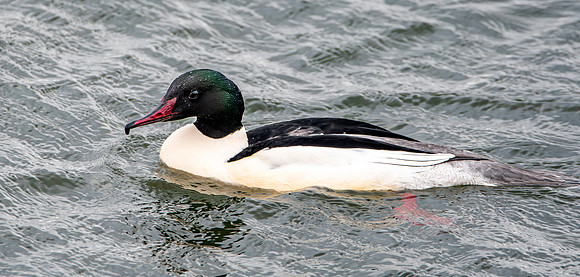 Goosander male