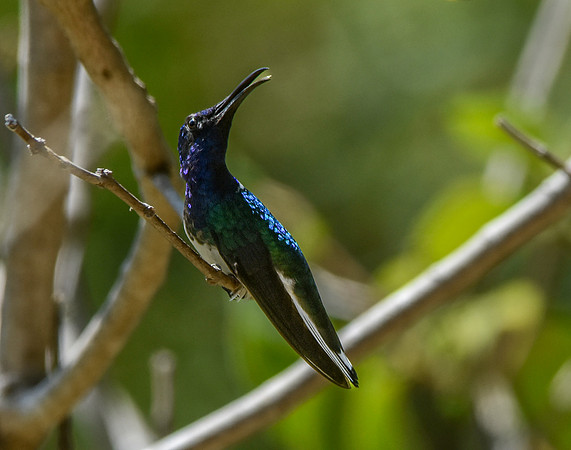 White necked jacobin hummingbird