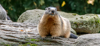 Alpine Marmot