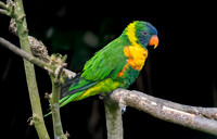 Coconut lorikeet