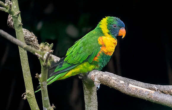 Coconut lorikeet