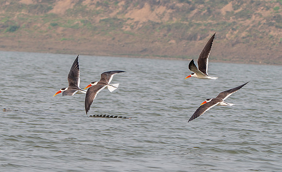 Indian skimmer