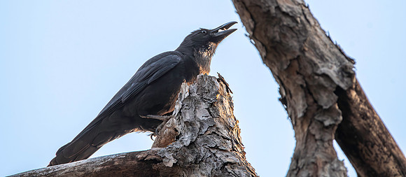 Himalayan jungle crow
