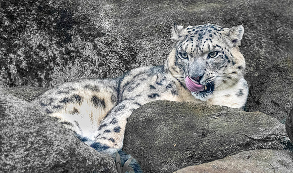 Snow leopard
