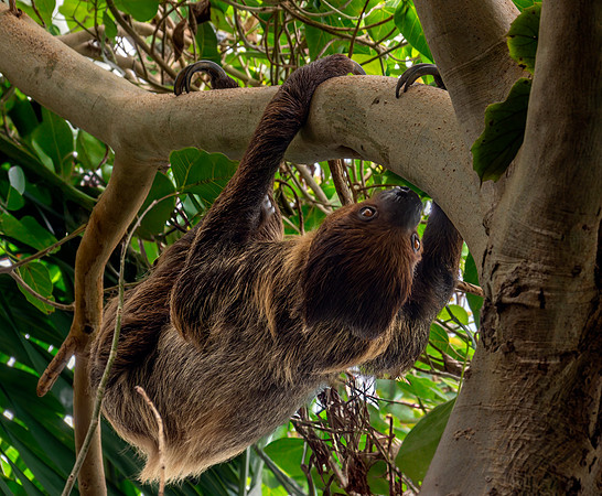 Two toed sloth (Linnaeus)