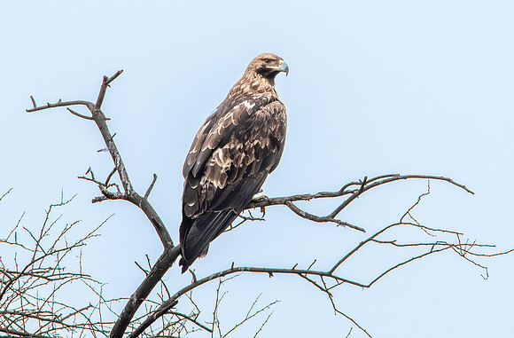 Imperial Eagle (Eastern)