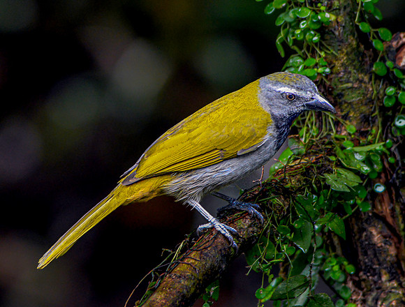Buff throated saltator