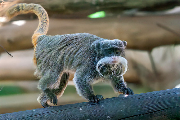 Emperor tamarin