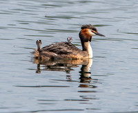 Great crested grebe
