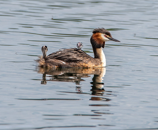 Great crested grebe