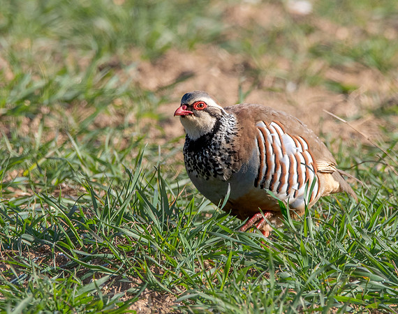 Red legged partridge