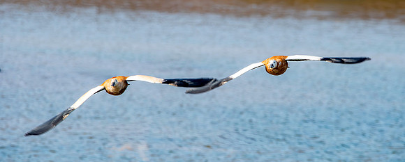 Ruddy shelduck / Brahminy duck