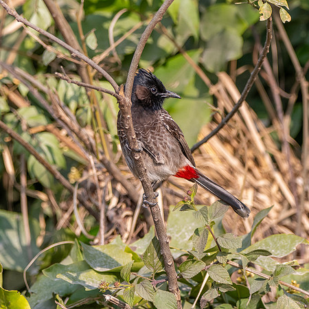 Red vented bulbul