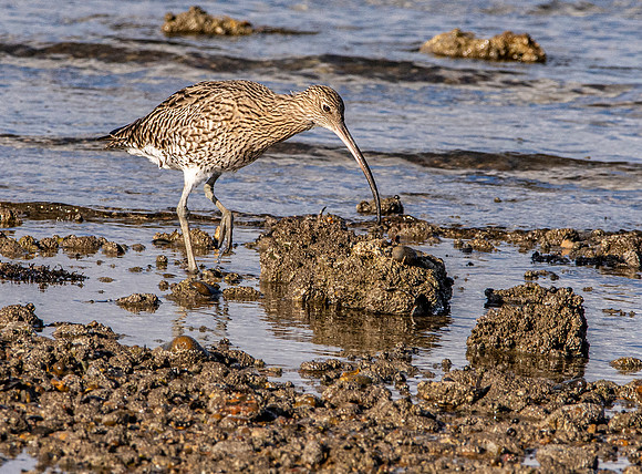 Curlew