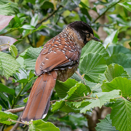 Spotted laughingthrush