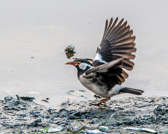 Indian pied starling / myna