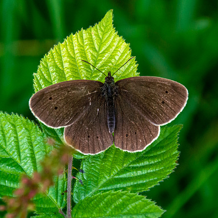 Ringlet butterfly