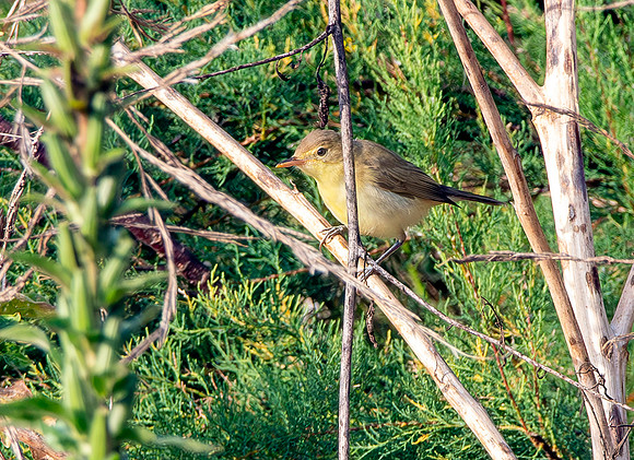 Melodious warbler
