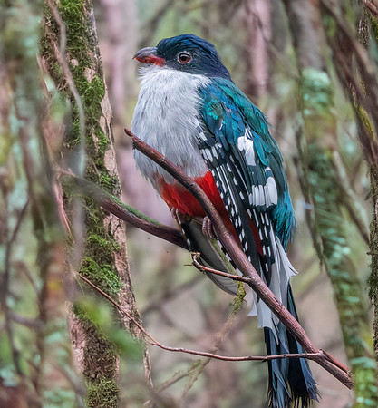 Cuban trogon