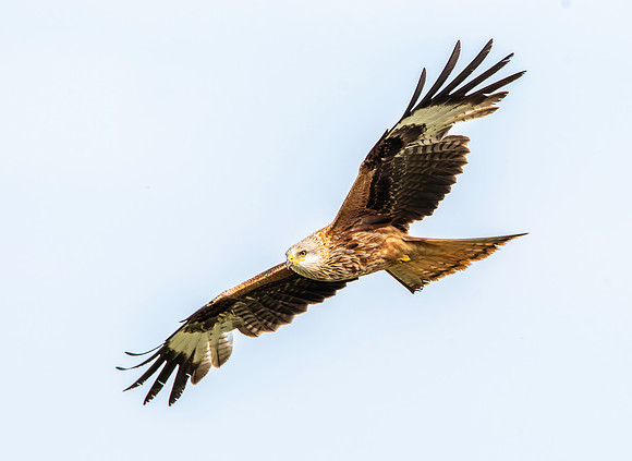 Red kite, flying
