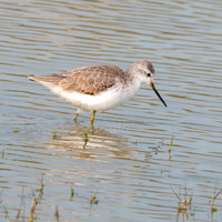 Marsh sandpiper