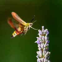 Broad-bordered bee hawk-moth