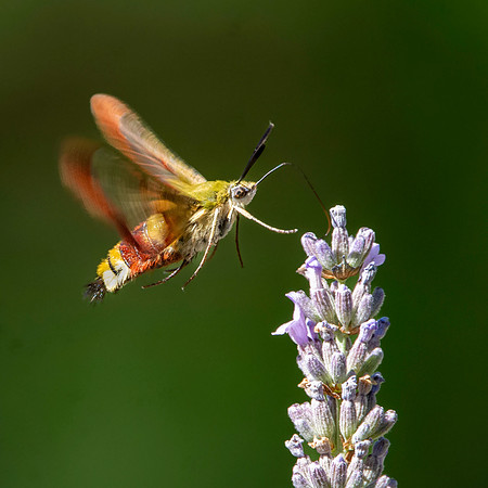 Broad-bordered bee hawk-moth
